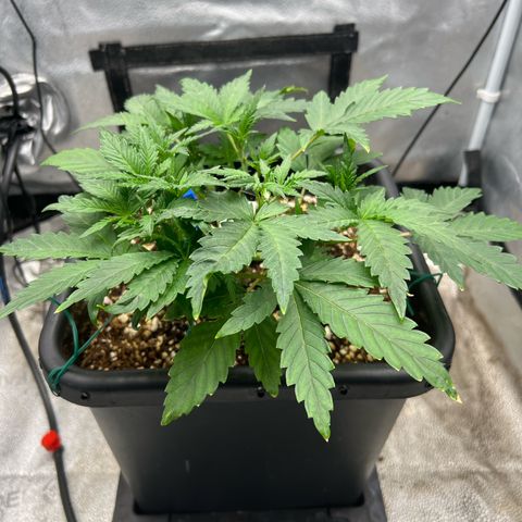 Exotic Cookies (Ethos Pluto Cut x Forum Cut Cookies) growlog timeline photo
