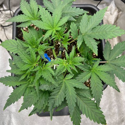 Exotic Cookies (Ethos Pluto Cut x Forum Cut Cookies) growlog timeline photo