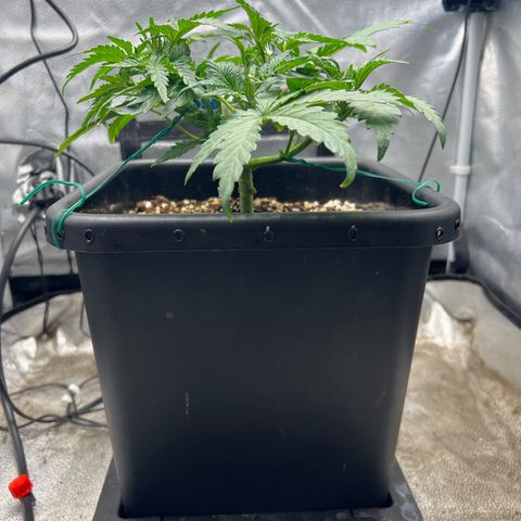 Exotic Cookies (Ethos Pluto Cut x Forum Cut Cookies) growlog timeline photo