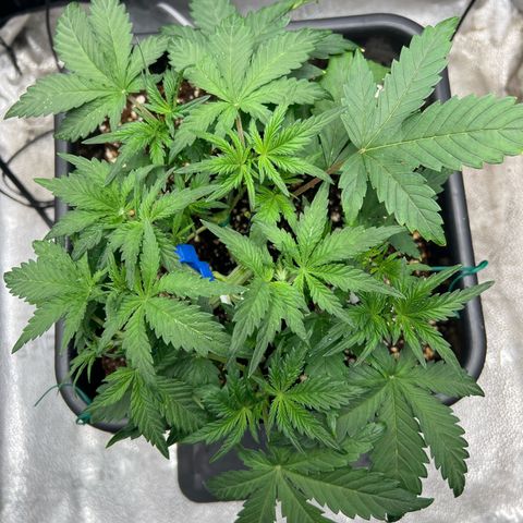 Exotic Cookies (Ethos Pluto Cut x Forum Cut Cookies) growlog timeline photo