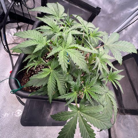Exotic Cookies (Ethos Pluto Cut x Forum Cut Cookies) growlog timeline photo