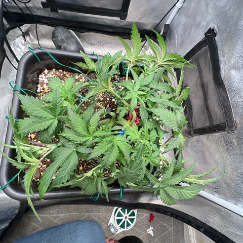 Exotic Cookies (Ethos Pluto Cut x Forum Cut Cookies) growlog timeline photo
