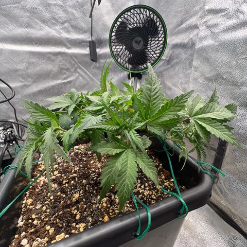 Exotic Cookies (Ethos Pluto Cut x Forum Cut Cookies) growlog timeline photo
