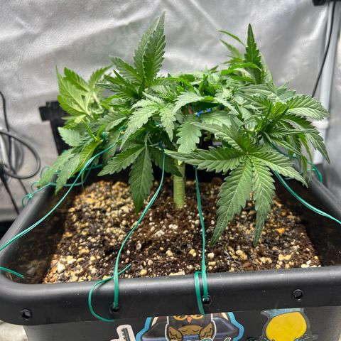 Exotic Cookies (Ethos Pluto Cut x Forum Cut Cookies) growlog timeline photo