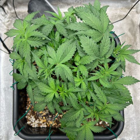 Exotic Cookies (Ethos Pluto Cut x Forum Cut Cookies) growlog timeline photo