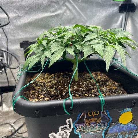 Exotic Cookies (Ethos Pluto Cut x Forum Cut Cookies) growlog timeline photo