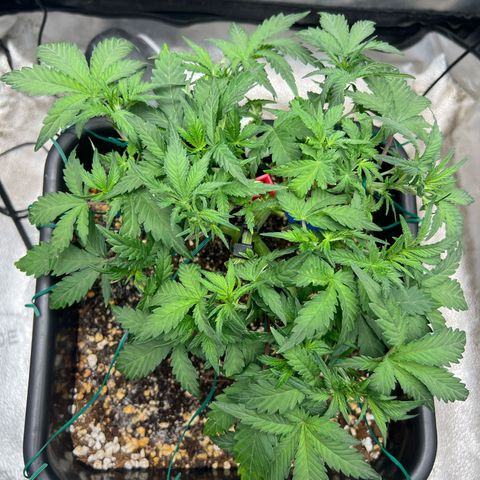 Exotic Cookies (Ethos Pluto Cut x Forum Cut Cookies) growlog photo: Small defoliation 