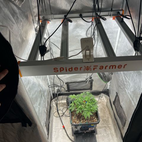 Exotic Cookies (Ethos Pluto Cut x Forum Cut Cookies) growlog timeline photo