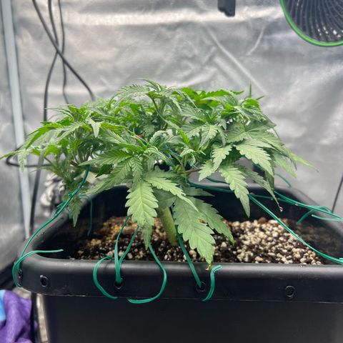 Exotic Cookies (Ethos Pluto Cut x Forum Cut Cookies) growlog timeline photo