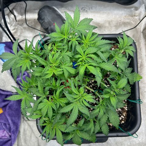 Exotic Cookies (Ethos Pluto Cut x Forum Cut Cookies) growlog timeline photo