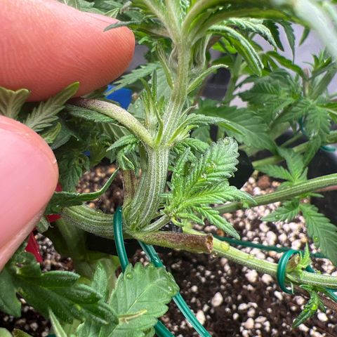 Exotic Cookies (Ethos Pluto Cut x Forum Cut Cookies) growlog timeline photo