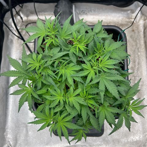 Exotic Cookies (Ethos Pluto Cut x Forum Cut Cookies) growlog timeline photo