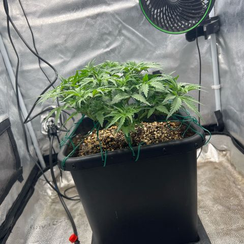 Exotic Cookies (Ethos Pluto Cut x Forum Cut Cookies) growlog timeline photo