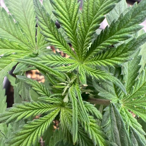 Exotic Cookies (Ethos Pluto Cut x Forum Cut Cookies) growlog timeline photo