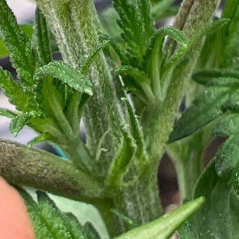 Exotic Cookies (Ethos Pluto Cut x Forum Cut Cookies) growlog photo: Female