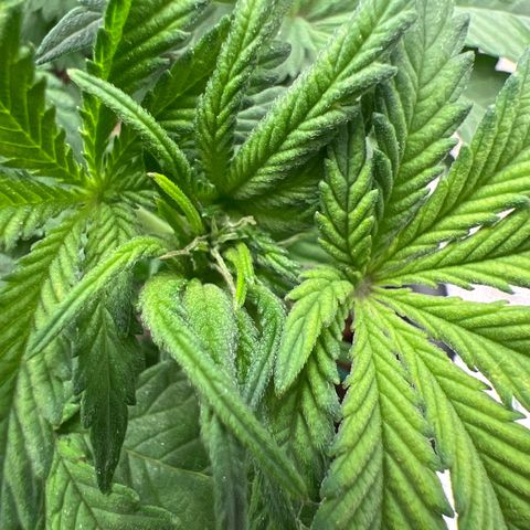 Exotic Cookies (Ethos Pluto Cut x Forum Cut Cookies) growlog timeline photo