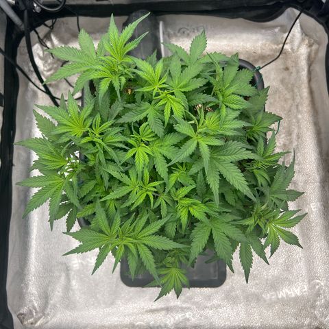 Exotic Cookies (Ethos Pluto Cut x Forum Cut Cookies) growlog timeline photo
