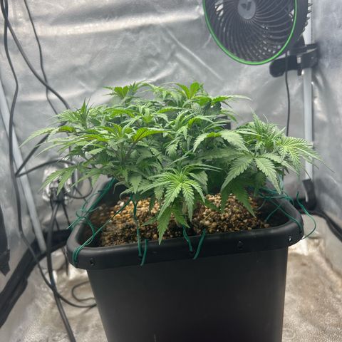 Exotic Cookies (Ethos Pluto Cut x Forum Cut Cookies) growlog timeline photo
