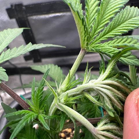 Exotic Cookies (Ethos Pluto Cut x Forum Cut Cookies) growlog timeline photo