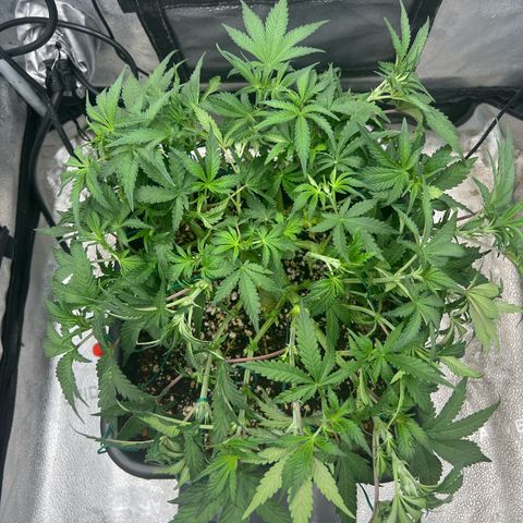 Exotic Cookies (Ethos Pluto Cut x Forum Cut Cookies) growlog timeline photo