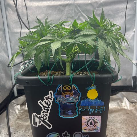 Exotic Cookies (Ethos Pluto Cut x Forum Cut Cookies) growlog timeline photo