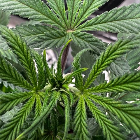 Exotic Cookies (Ethos Pluto Cut x Forum Cut Cookies) growlog timeline photo