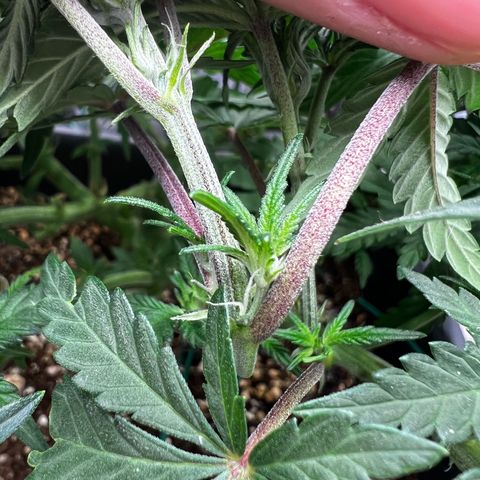 Exotic Cookies (Ethos Pluto Cut x Forum Cut Cookies) growlog timeline photo