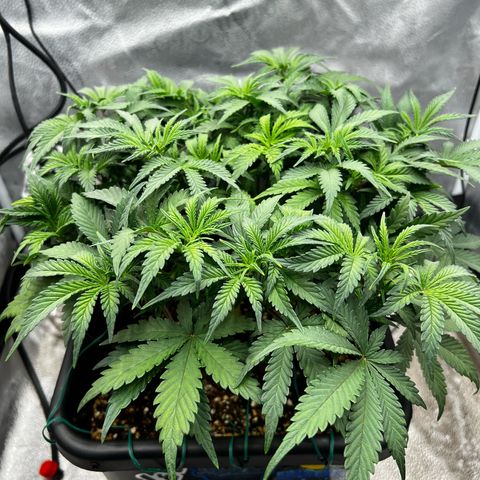 Exotic Cookies (Ethos Pluto Cut x Forum Cut Cookies) growlog timeline photo