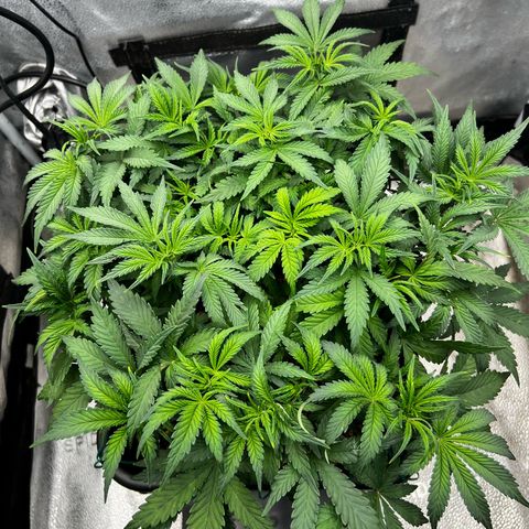 Exotic Cookies (Ethos Pluto Cut x Forum Cut Cookies) growlog timeline photo