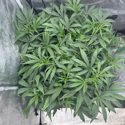 Exotic Cookies (Ethos Pluto Cut x Forum Cut Cookies) growlog timeline photo