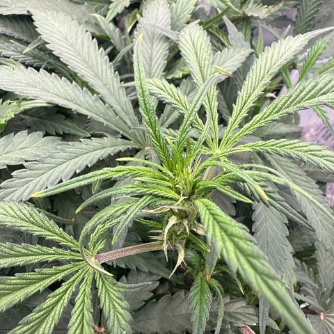 Exotic Cookies (Ethos Pluto Cut x Forum Cut Cookies) growlog timeline photo