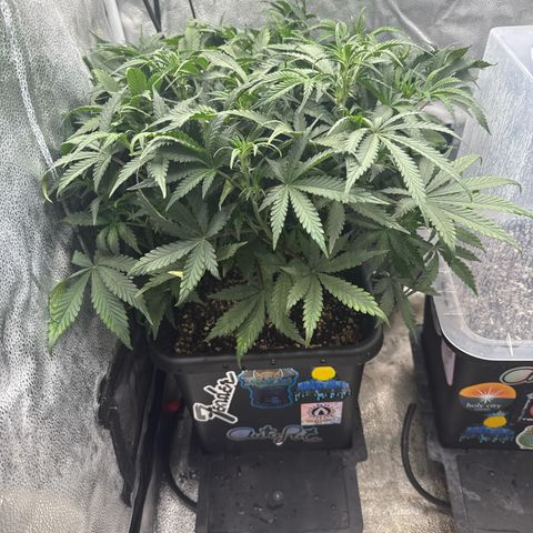 Exotic Cookies (Ethos Pluto Cut x Forum Cut Cookies) growlog timeline photo