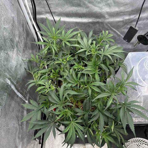 Exotic Cookies (Ethos Pluto Cut x Forum Cut Cookies) growlog timeline photo