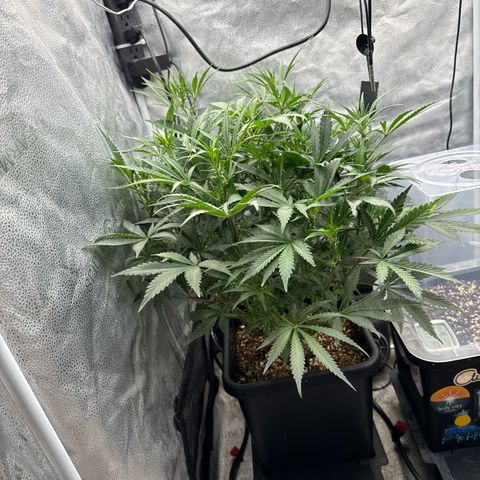 Exotic Cookies (Ethos Pluto Cut x Forum Cut Cookies) growlog timeline photo