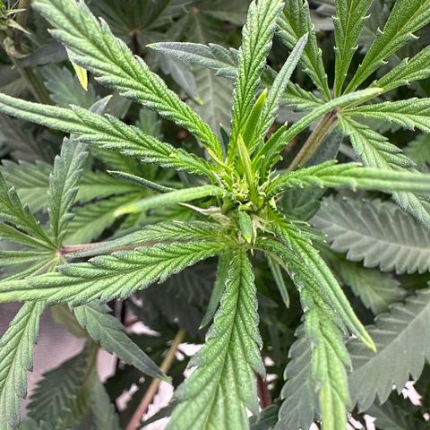 Exotic Cookies (Ethos Pluto Cut x Forum Cut Cookies) growlog timeline photo