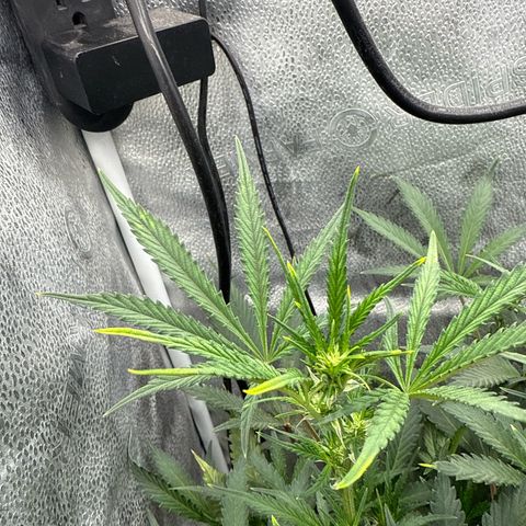 Exotic Cookies (Ethos Pluto Cut x Forum Cut Cookies) growlog timeline photo