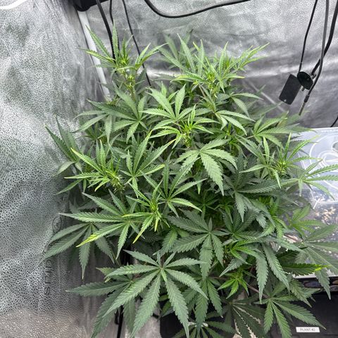 Exotic Cookies (Ethos Pluto Cut x Forum Cut Cookies) growlog timeline photo