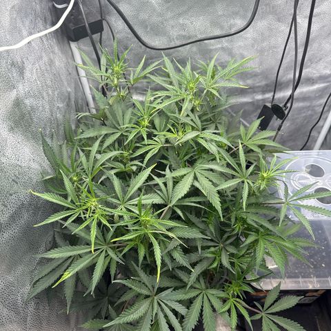 Exotic Cookies (Ethos Pluto Cut x Forum Cut Cookies) growlog timeline photo