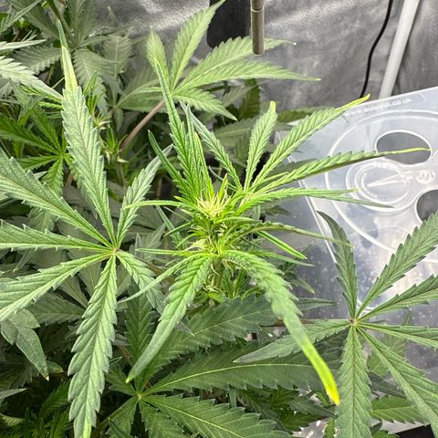 Exotic Cookies (Ethos Pluto Cut x Forum Cut Cookies) growlog timeline photo