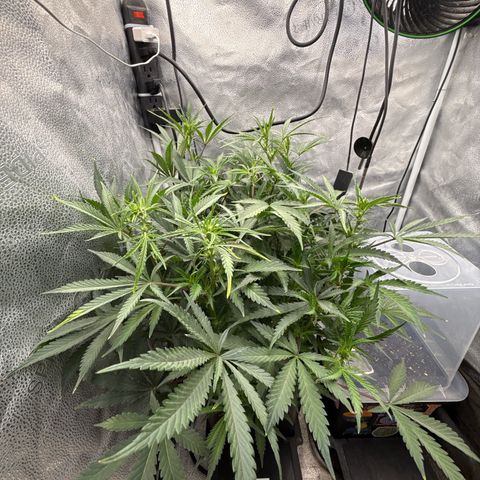 Exotic Cookies (Ethos Pluto Cut x Forum Cut Cookies) growlog timeline photo