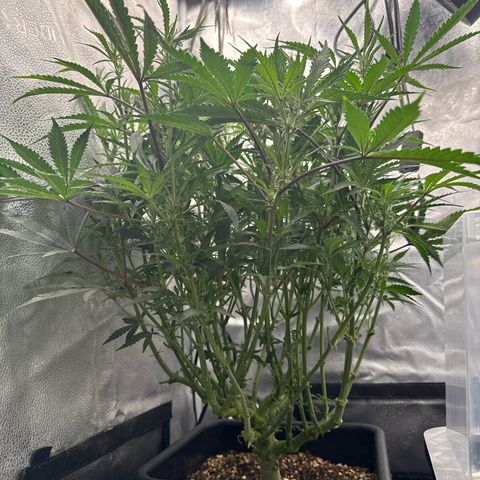 Exotic Cookies (Ethos Pluto Cut x Forum Cut Cookies) growlog timeline photo