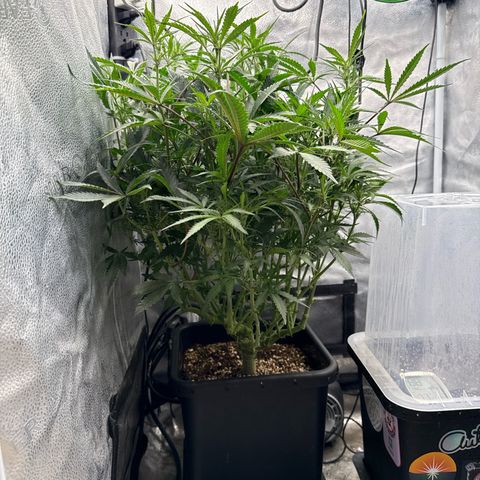 Exotic Cookies (Ethos Pluto Cut x Forum Cut Cookies) growlog timeline photo
