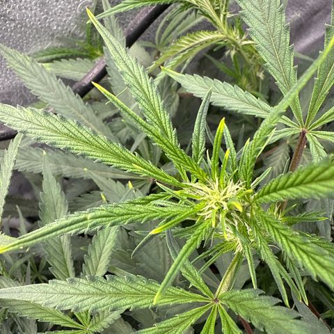 Exotic Cookies (Ethos Pluto Cut x Forum Cut Cookies) growlog timeline photo