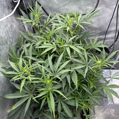 Exotic Cookies (Ethos Pluto Cut x Forum Cut Cookies) growlog timeline photo