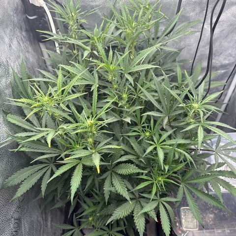 Exotic Cookies (Ethos Pluto Cut x Forum Cut Cookies) growlog timeline photo
