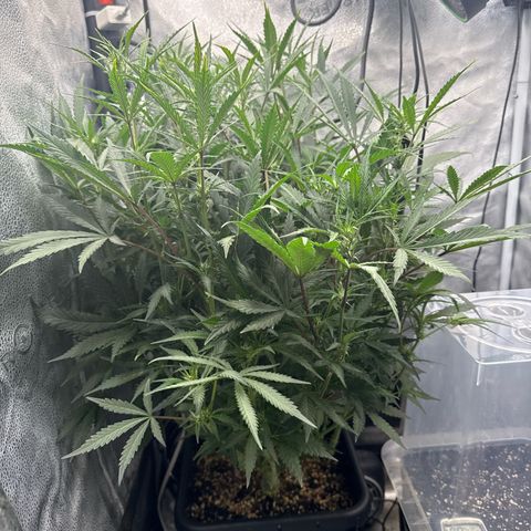 Exotic Cookies (Ethos Pluto Cut x Forum Cut Cookies) growlog timeline photo