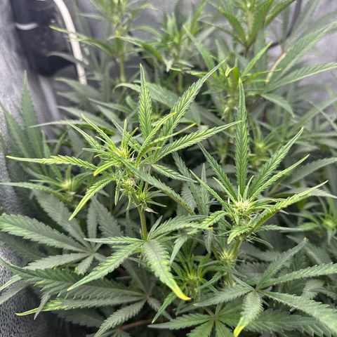 Exotic Cookies (Ethos Pluto Cut x Forum Cut Cookies) growlog timeline photo