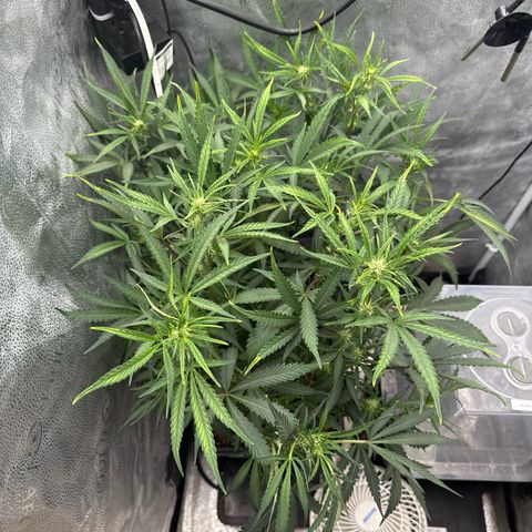 Exotic Cookies (Ethos Pluto Cut x Forum Cut Cookies) growlog timeline photo