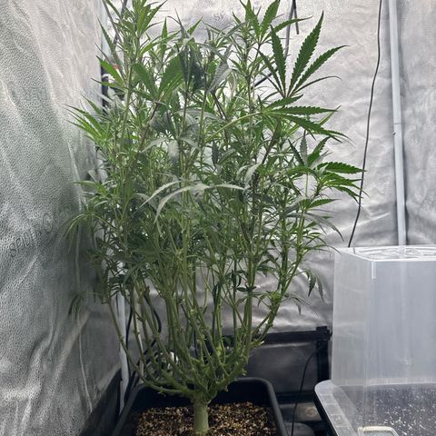 Exotic Cookies (Ethos Pluto Cut x Forum Cut Cookies) growlog timeline photo