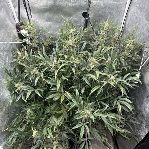 Exotic Cookies (Ethos Pluto Cut x Forum Cut Cookies) growlog timeline photo